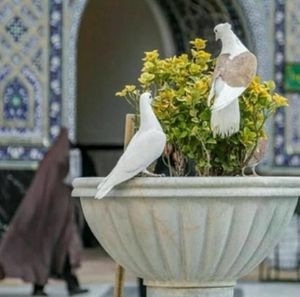 Meet your Posher, Jawad